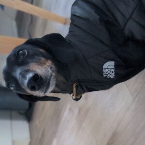 The Dog Face Puffer jacket size M
